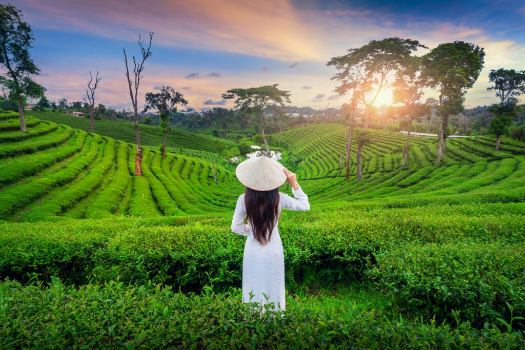 Kerala tea estate