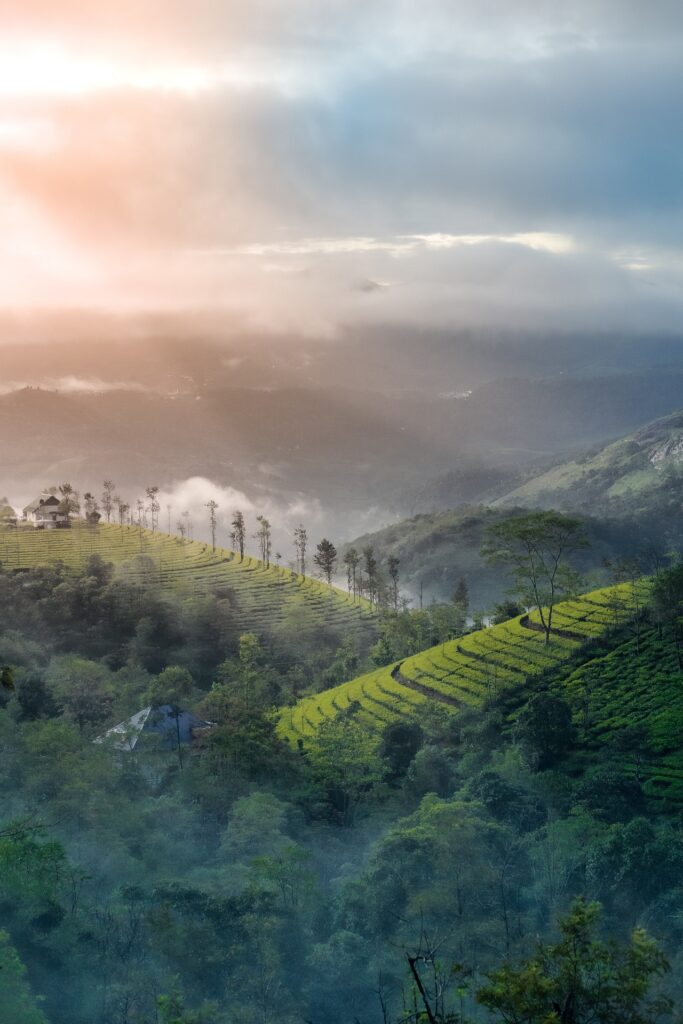 Tea Plantation in Munnar Kerala