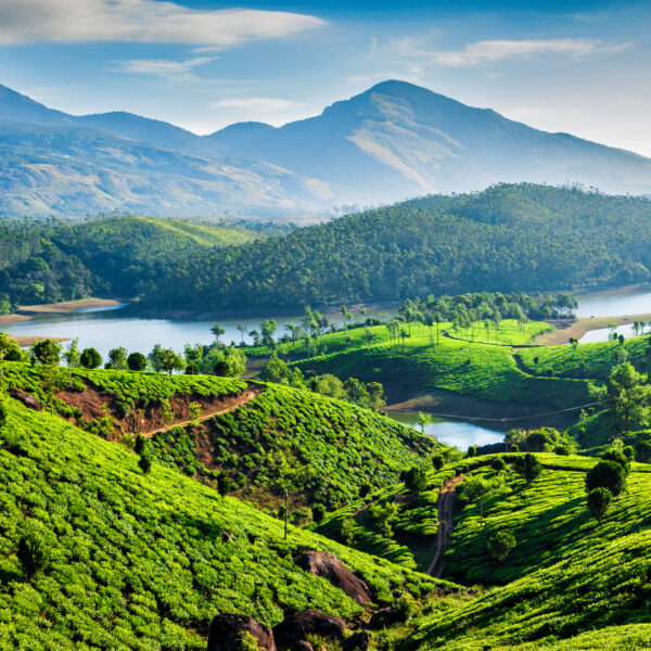 Tea plantations and Muthirapuzhayar River in Munnar, Kerala, India
