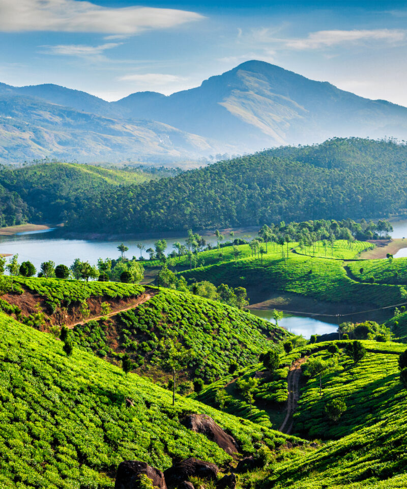Tea plantations and Muthirapuzhayar River in Munnar, Kerala, India